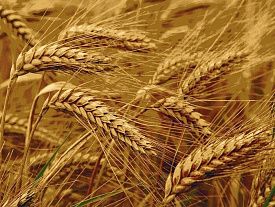 Ковер Пшеница